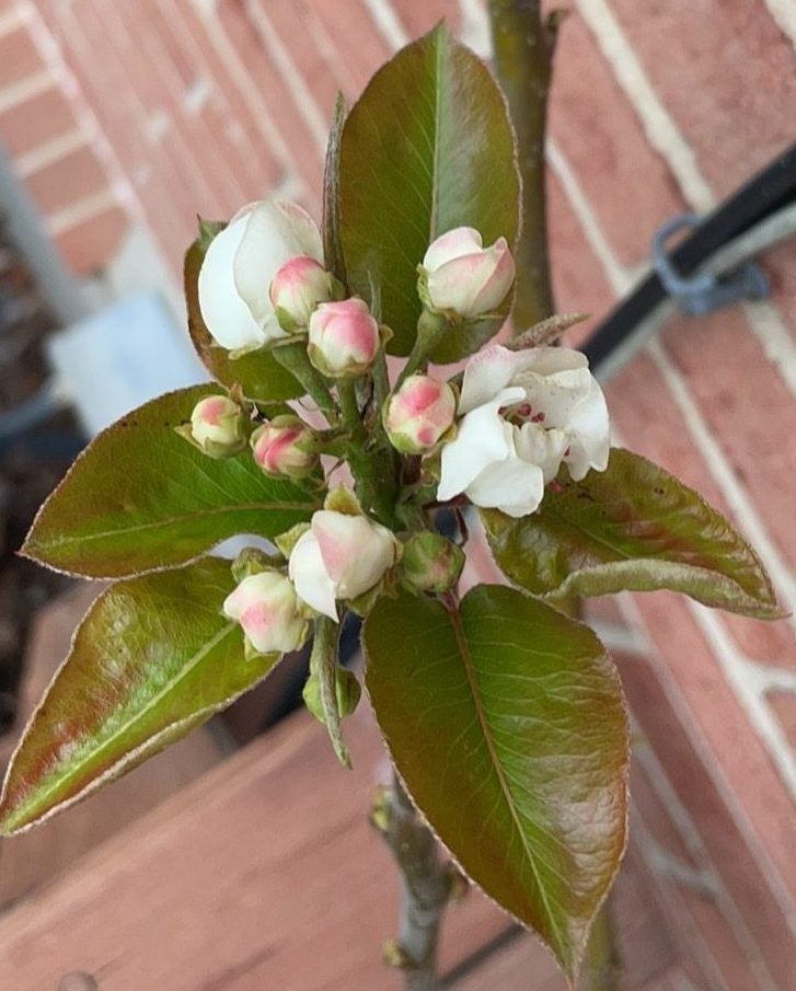 New fruiting Pear Trees added to Apiary