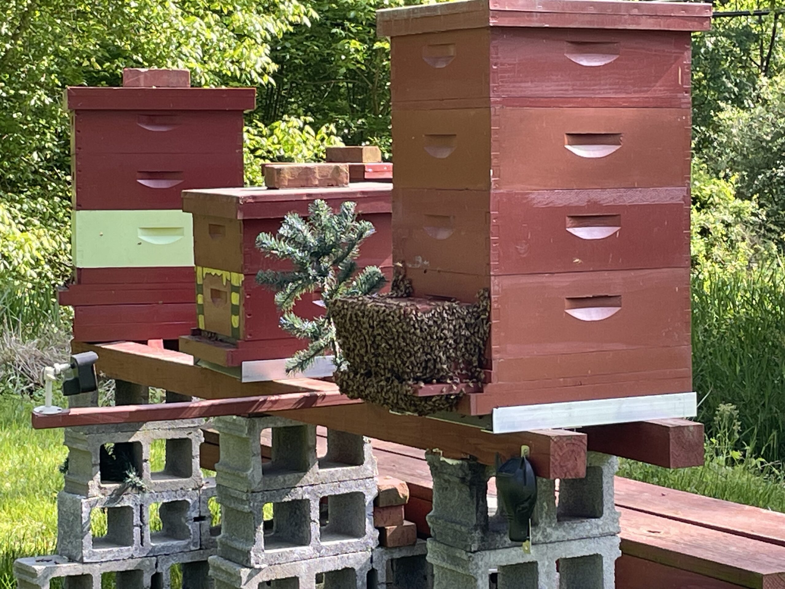 Swarm Catcher will catch a swarm as they leave the hive.